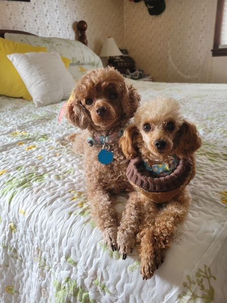 Daisy and Jake