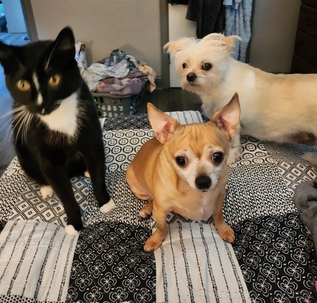 Sam, Lola, Annie