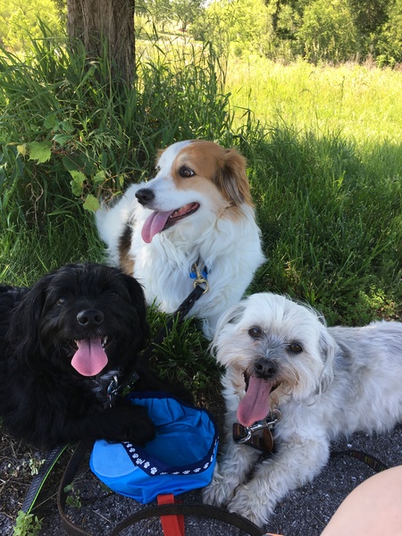 Geddy, Mozzie, Reggie 