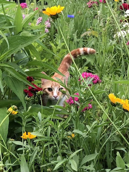 Gus
