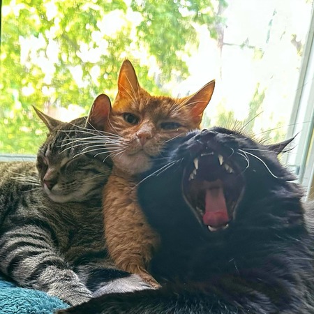 Alfie, Simon, and Shia
