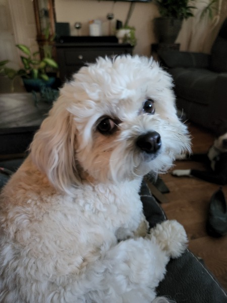 Merri