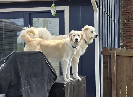 Beau and Chief 