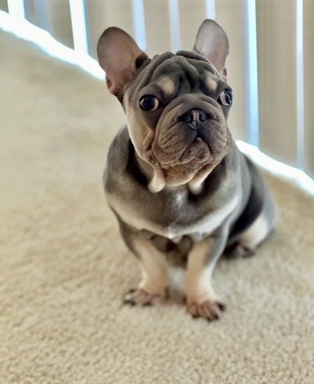 Fred