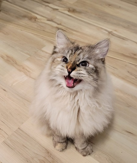 Lumi 