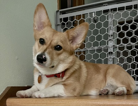 Rosie