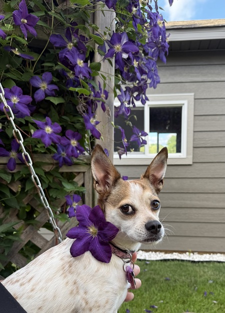 Stella