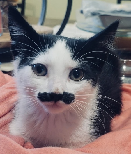 Oreo