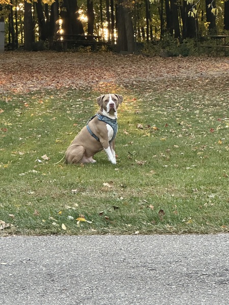 Goliath