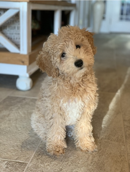 Piper Mae 