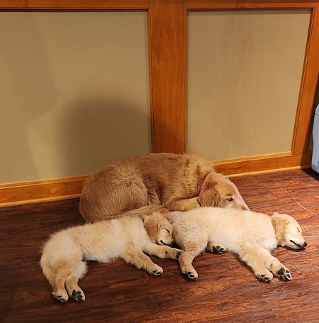 Archie, Maggie and Benji