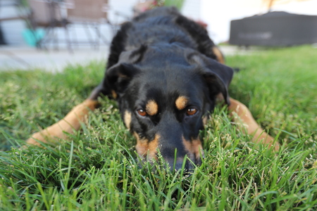 Buster
