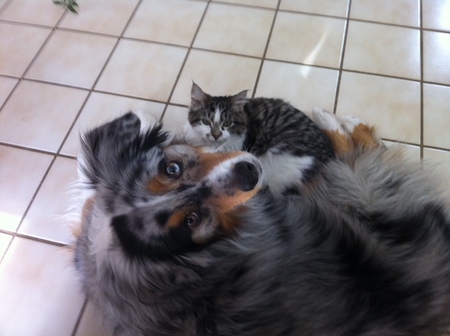Kiah (dog) and Parker (cat)