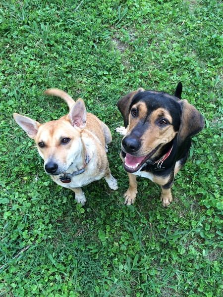 Trixie and Clementine 