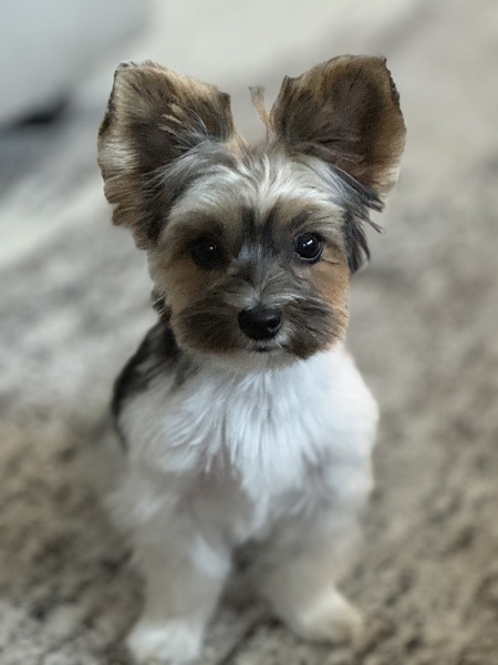 Maizey Blue May