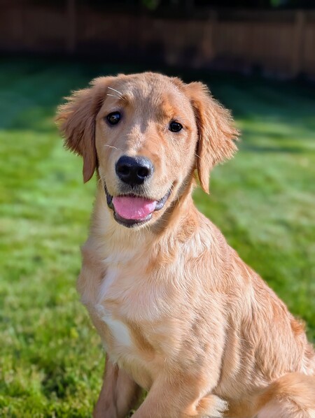 Piper