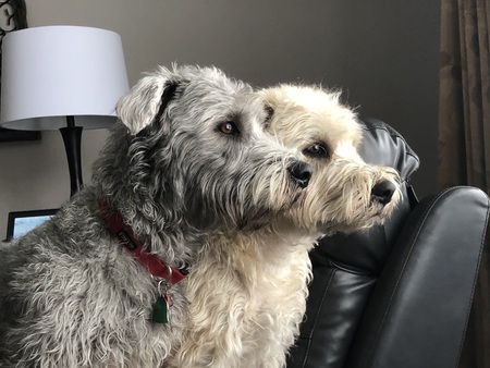 Wicklow and Darby Finn