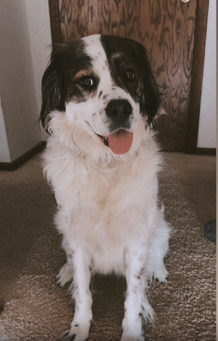 Buddy