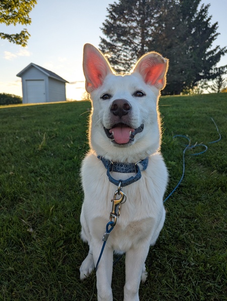 Enzo