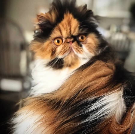Pamela 