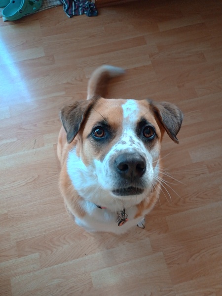 Clementine