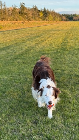 Piper