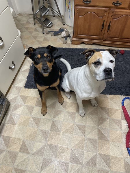 Petey and Coco