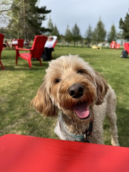 Harper