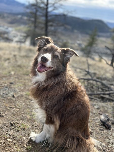 Piper