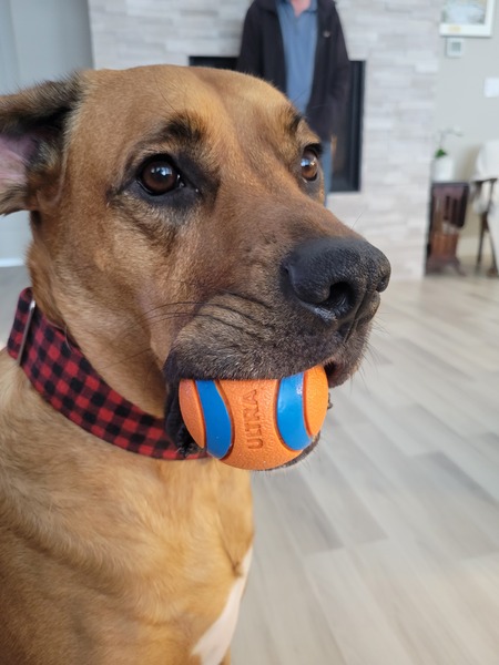Hank