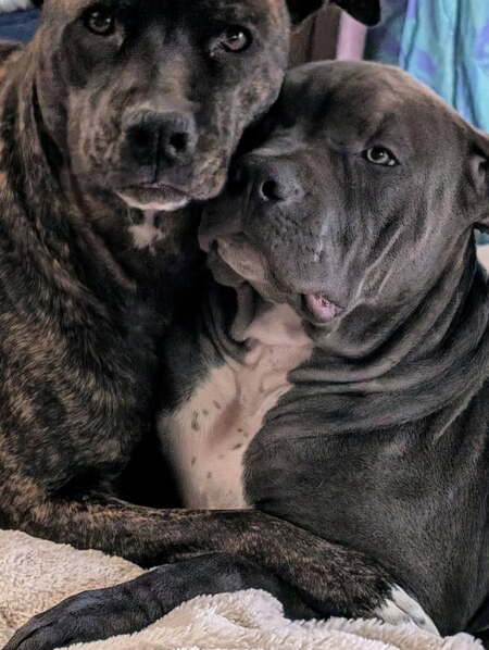 Siren and Hank