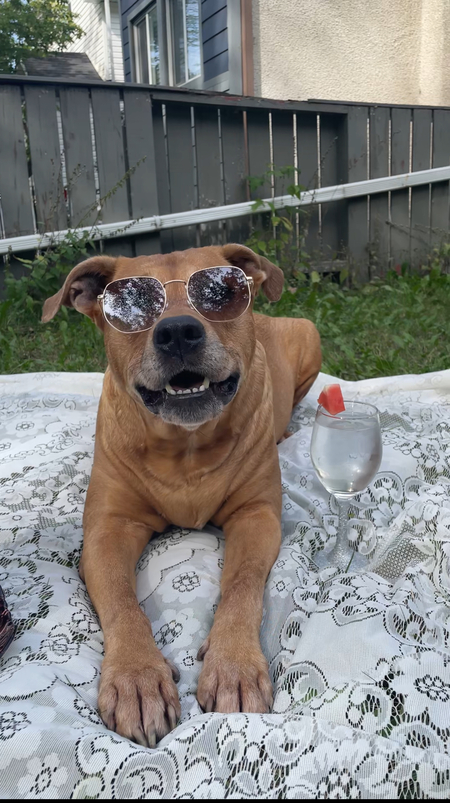 Harley 