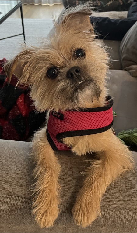 Poppy