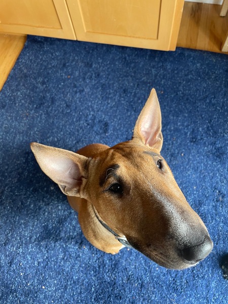 Hazel