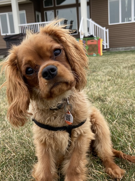 Copper