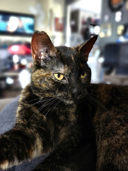 Cinnamon