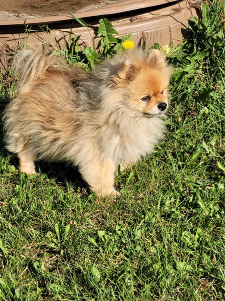 Penny