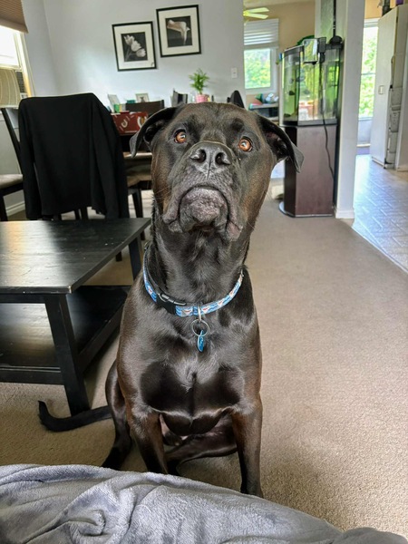 Entry image for Kane. Clicking this image will show a larger photo