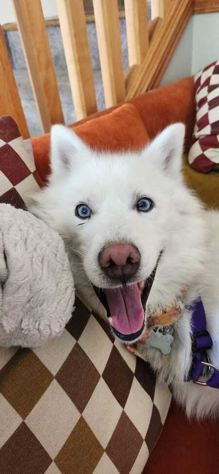 Blueberry (Ablu) 