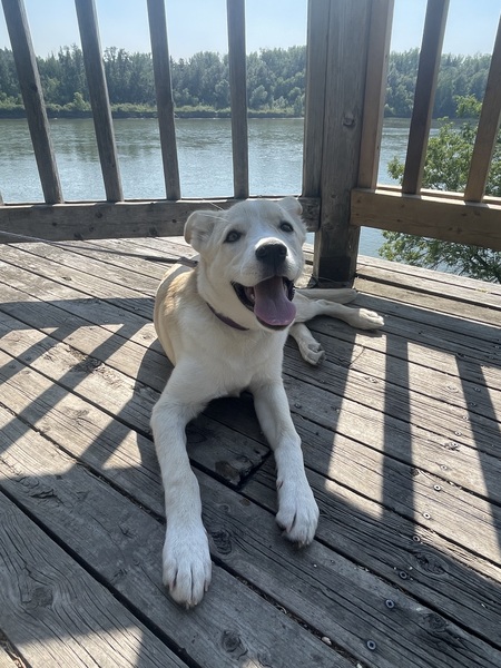 Lulu