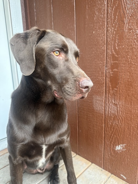 Cooper