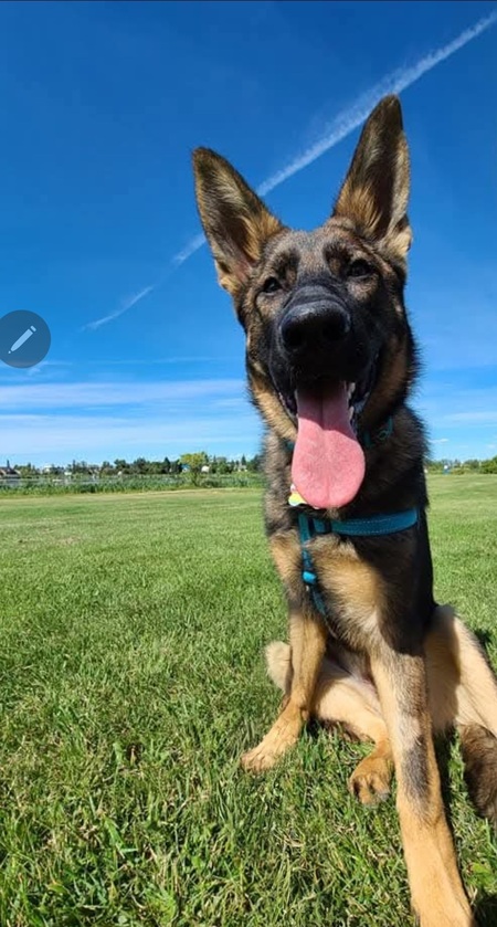 Cali 