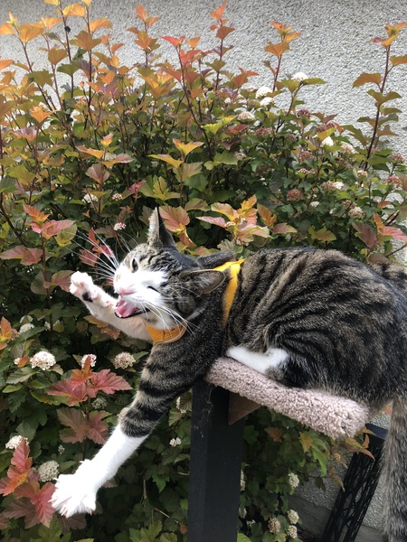 Merlin