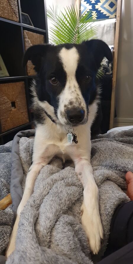 Maisy 