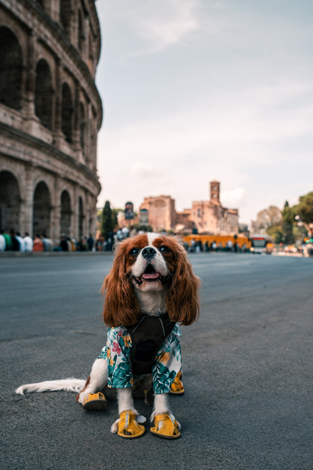 Entry image for Lilu. Clicking this image will show a larger photo