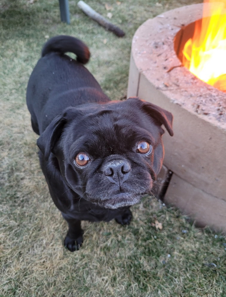 Gordie