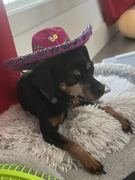 Bruno