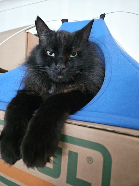 Entry image for Bosco. Clicking this image will show a larger photo