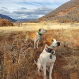Entry image for Riley (White) Jack (Tan)