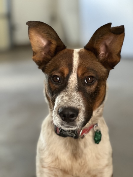 Chief (formerly Captain Jack) 